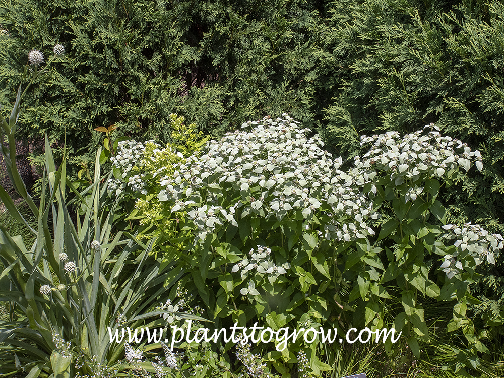 Blunt Mountain Mint (Pycnanthemum muticum)
(Aug 3)